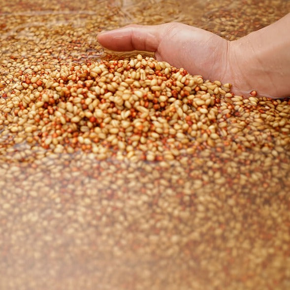 shede baijiu grains soaking